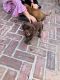 Vizsla Puppies for sale in Fort White, FL 32038, USA. price: NA