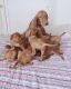 Vizsla Puppies for sale in Terminal 2, 1 World Way, Los Angeles, CA 90045, USA. price: NA