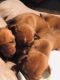 Vizsla Puppies for sale in 15151 FL-47, Fort White, FL 32038, USA. price: NA