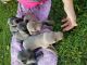 Weimaraner Puppies for sale in Columbus, OH 43215, USA. price: NA