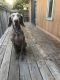 Weimaraner Puppies for sale in Orange County, CA, USA. price: NA