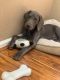 Weimaraner Puppies for sale in Thornton, CO, USA. price: NA