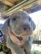Weimaraner Puppies for sale in Dos Palos, CA 93620, USA. price: NA