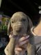 Weimaraner Puppies for sale in Millersburg, OH 44654, USA. price: NA