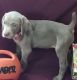 Weimaraner Puppies for sale in Gettysburg, PA 17325, USA. price: NA
