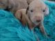 Weimaraner Puppies for sale in Tollhouse, CA 93667, USA. price: NA