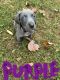 Weimaraner Puppies for sale in Hickory, NC, USA. price: NA