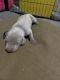 Weimaraner Puppies for sale in Campbellsville, KY 42718, USA. price: NA