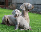 Weimaraner Puppies for sale in Dallas, TX, USA. price: NA