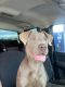 Weimaraner Puppies for sale in Hilliard, OH 43026, USA. price: NA