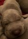 Weimaraner Puppies for sale in 122 Cynthia Ln, Summerville, SC 29485, USA. price: NA