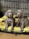 Weimaraner Puppies for sale in Rocky Mount, VA 24151, USA. price: NA