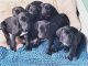 Weimaraner Puppies for sale in Selden, NY, USA. price: NA