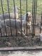 Weimaraner Puppies for sale in Indianapolis, IN, USA. price: NA
