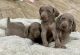 Weimaraner Puppies for sale in Fontana, CA 92336, USA. price: $650