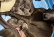 Weimaraner Puppies for sale in Knoxville, TN, USA. price: $800
