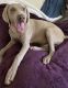 Weimaraner Puppies for sale in Lake Elsinore, CA, USA. price: $900