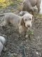 Weimaraner Puppies for sale in Temecula, CA, USA. price: $800