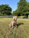 Weimaraner Puppies for sale in Bowie, MD 20720, USA. price: NA