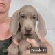 Weimaraner Puppies for sale in Beresford, SD 57004, USA. price: NA