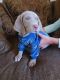 Weimaraner Puppies for sale in Banning, CA, USA. price: $650