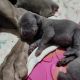 Weimaraner Puppies for sale in Crandall, TX 75114, USA. price: $950