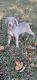 Weimaraner Puppies for sale in Lavonia, GA 30553, USA. price: $500