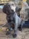 Weimaraner Puppies for sale in Cushing, TX 75760, USA. price: $1,500