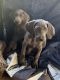 Weimaraner Puppies for sale in Cushing, TX 75760, USA. price: $700