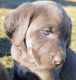 Weimaraner Puppies for sale in Blue Ridge, Virginia. price: NA