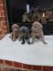Weimaraner Puppies for sale in Red Oak, Texas. price: $900
