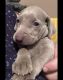 Weimaraner Puppies for sale in Tecumseh, Michigan. price: $1,200