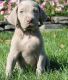 lovely male and female weimaraner pups