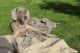 Weimaraner Puppies for sale in Pittsburgh, PA, USA. price: NA