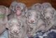 for Christmas House weimaraner puppies