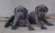 Weimaraner Puppies fro free adoption