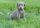 Weimaraner Puppies for sale in Houston, TX, USA. price: NA