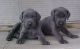 Weimaraner Puppies for sale in East Lansing, MI, USA. price: NA