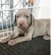 Weimaraner Puppies for sale in Del Rio, TX 78840, USA. price: NA