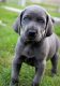 Weimaraner Puppies for sale in San Diego, CA, USA. price: NA