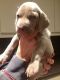 Weimaraner Puppies for sale in Philadelphia, PA, USA. price: NA