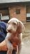 Weimaraner Puppies for sale in Philadelphia, PA, USA. price: NA