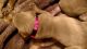 Weimaraner Puppies for sale in Lisbon, OH 44432, USA. price: NA