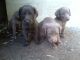 Weimaraner Puppies for sale in Michigan Ave, Inkster, MI 48141, USA. price: NA