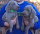 Weimaraner Puppies for sale in Tecate, CA 91987, USA. price: NA