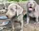 Weimaraner Puppies for sale in Pittsburgh, PA 15252, USA. price: NA
