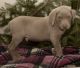 Weimaraner Puppies for sale in Texas Ave, Houston, TX, USA. price: NA