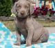 Weimaraner Puppies for sale in Colorado Springs, CO, USA. price: NA