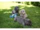 Long Haired Weimaraner Puppies Blue And Silver