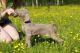 Perfect little Weimaraner Puppies Available Now